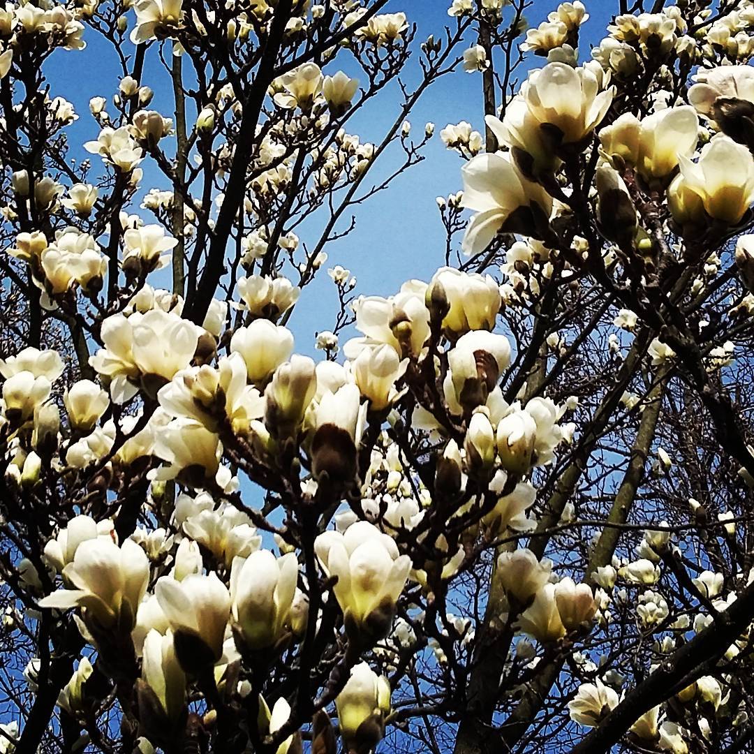 magnolia denudata