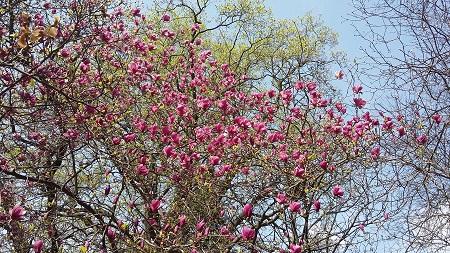 magnolia x soulangeana 'rustica'