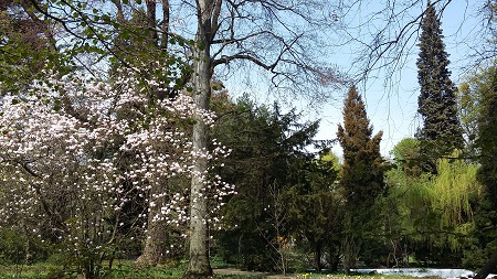 magnolia x soulangeana 'alexandrina'
