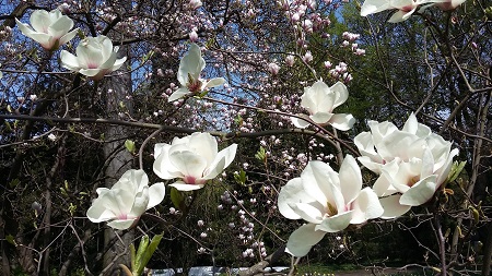 magnolia x soulangeana 