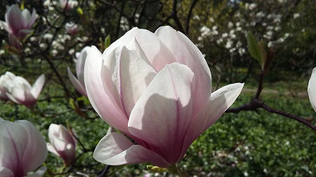 magnolia x soulangeana 'alexandrina'
