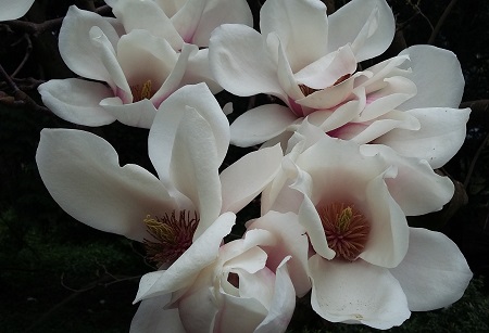 magnolia x soulangeana 