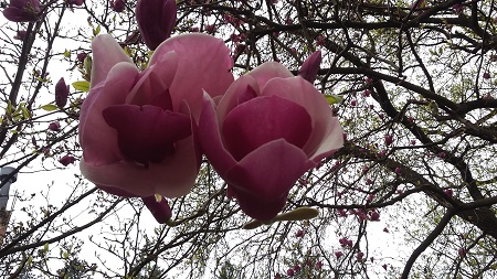 magnolia x soulangeana 'rustica'