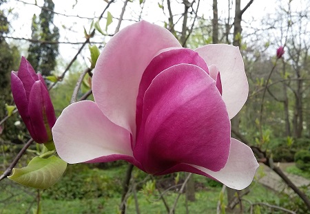 magnolia x soulangeana rustica'