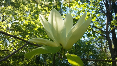 magnolia denudata 'Yellow River'
