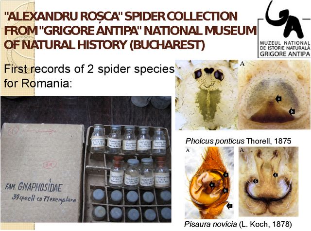 2 види вперше наведені для фауни Румунії (на основі аналізу колекції А.Рошка)
